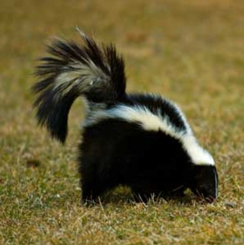Brian gets skunked by a skunk