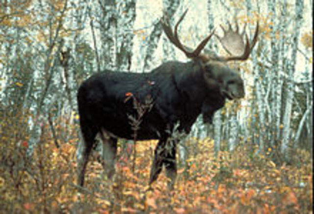 Moose attack