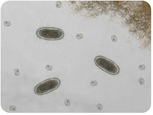 Bacterias y arqueas como primeros procariotas
