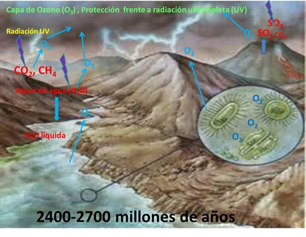 Fotosíntesis oxigénica y almacenamiento de glucosa