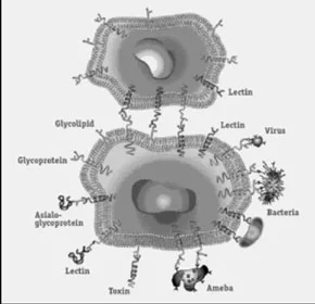 Avance de la glicobiología