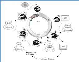Biotecnología