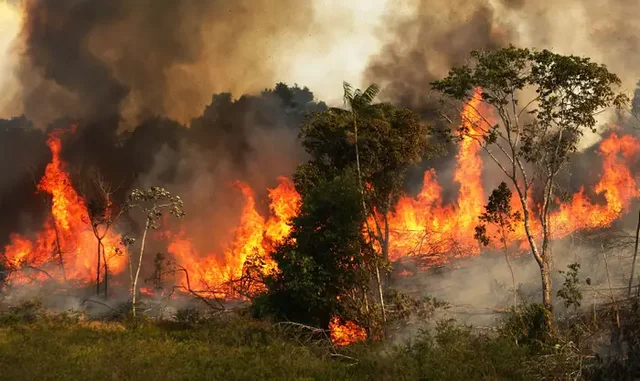 Amazon Rainforest Fires