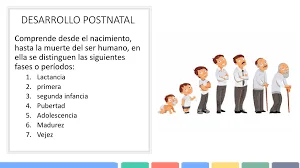 Etapa Postnatal (Nacimiento - Adultez)
