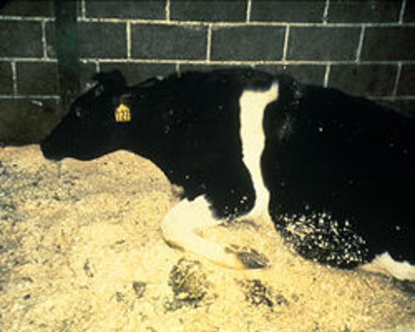 Mad cow disease alarms Europe