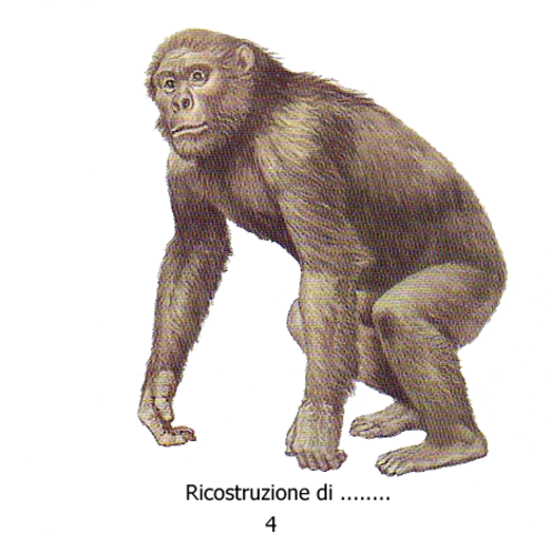 Scimmia Antropomorfa o ominide