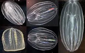 El surgimiento de las primeras neuronas