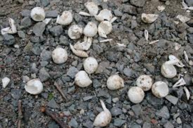 Turtle Eggs