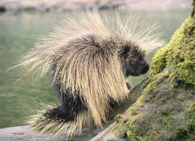 the porcupine