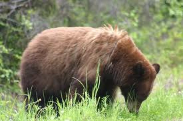 Brian get attacket by a bear