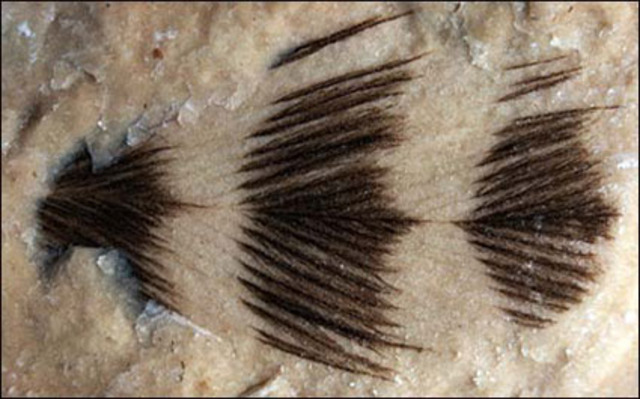 Owen refutes Huxleys claim