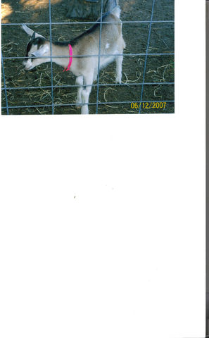 Our first kid (BabyGoat)