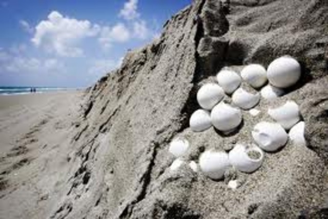 Turtle eggs