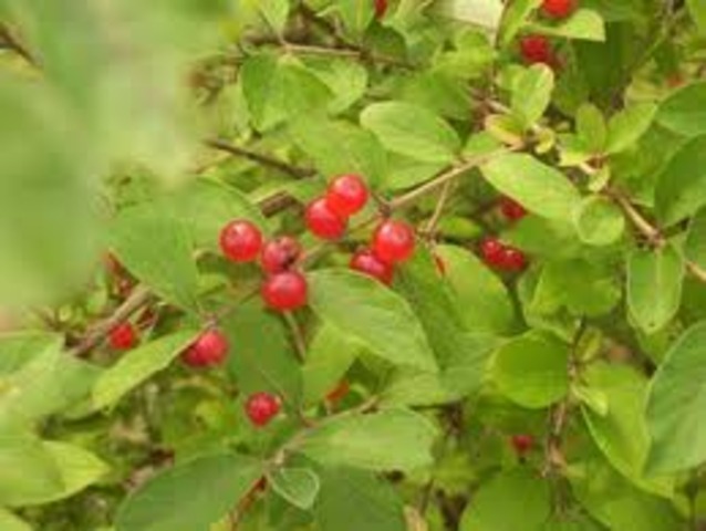 Berries