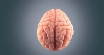 Currículum tradicional