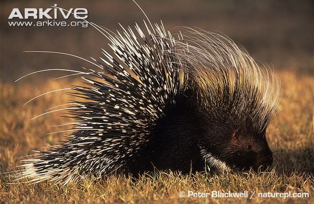 The Porcupine