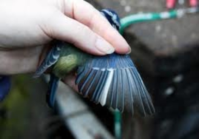 Brian catches a Fool Bird