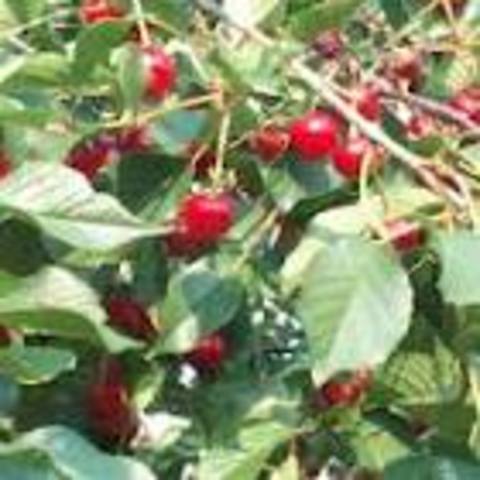 Brian found the gut cherries