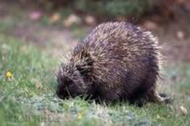 porcuppine