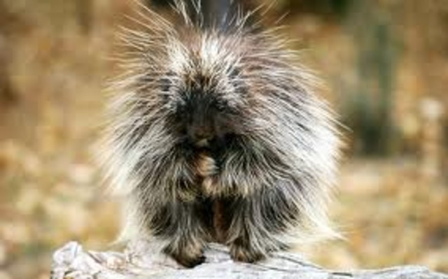 The Porcupine