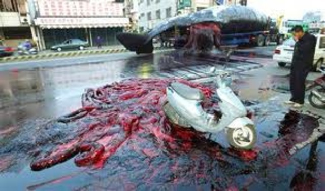 A sperm whale explodes in Taiwan