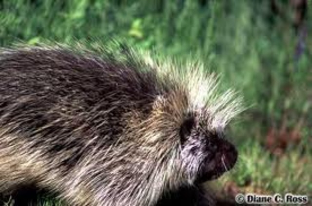porcupine