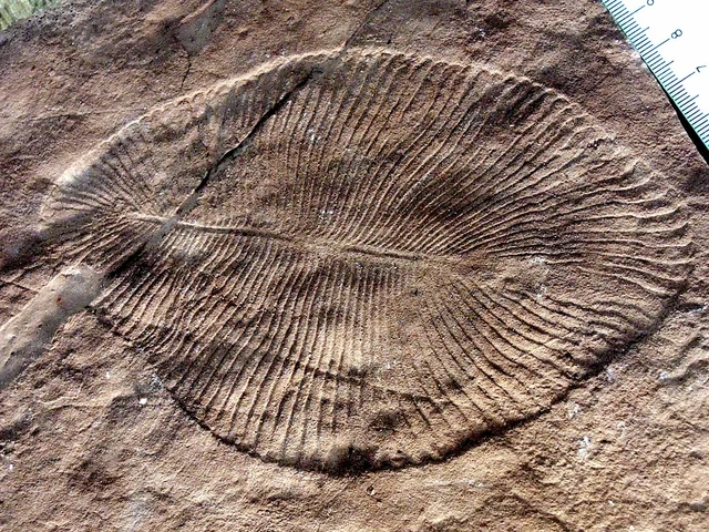 Fauna Ediacarià