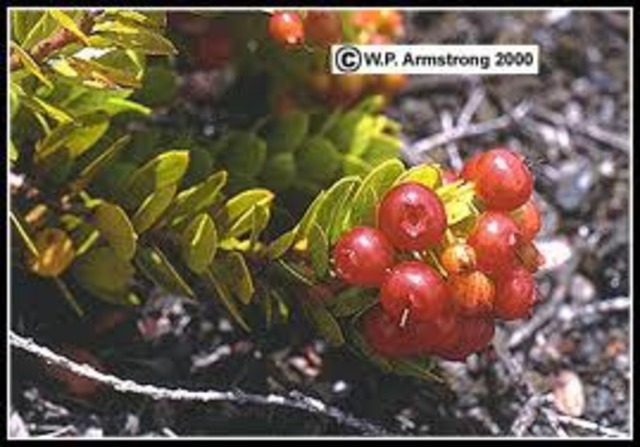 Brian finds gut berries.