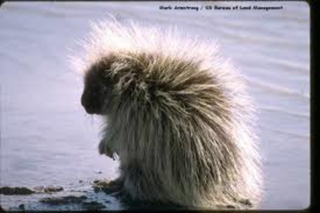 The Porcupine