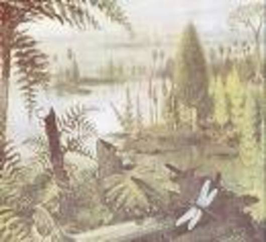 Carboniferous 345-395 MYA