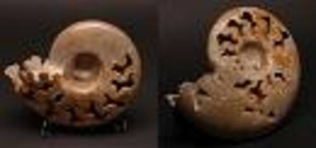 Devonian 345-280 MYA