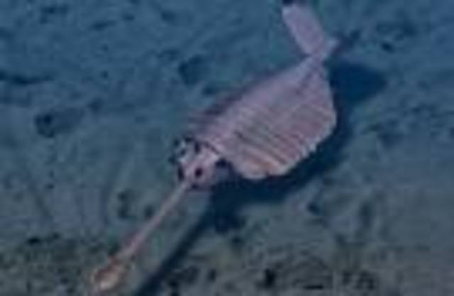 cambrian priode 570-800 MYA