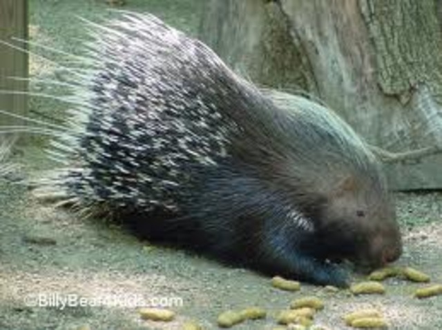 Brian gets stabbed by a porcupine.