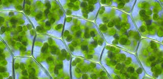 Plantas compuestas por células