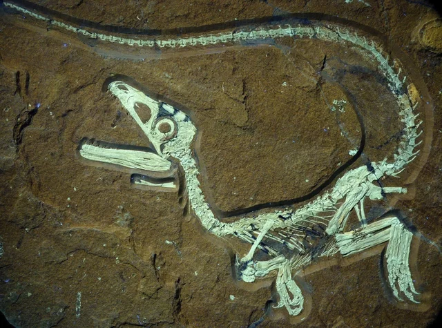 Dinosaures