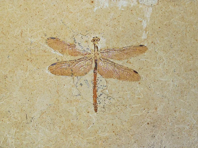 Primers insectes voladors