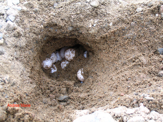 Turtle eggs