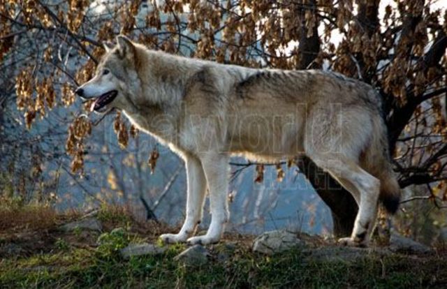 The wolf and a spray