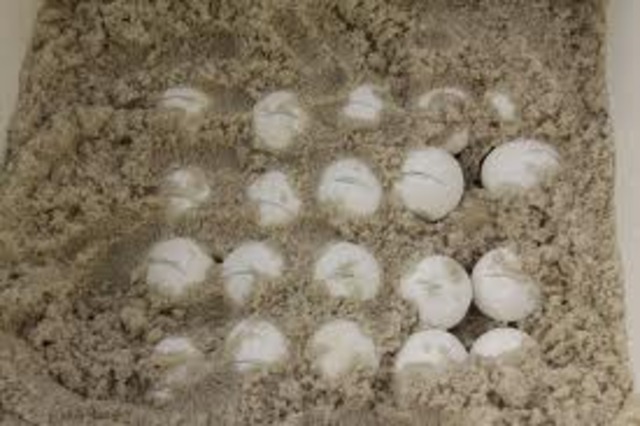 Turrtle Eggs