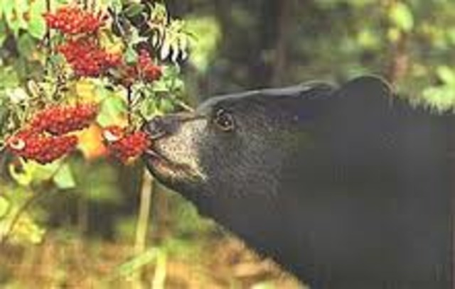 The Bear and Raspberries