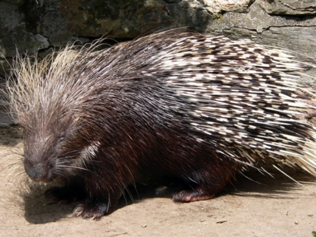 The Porcupine