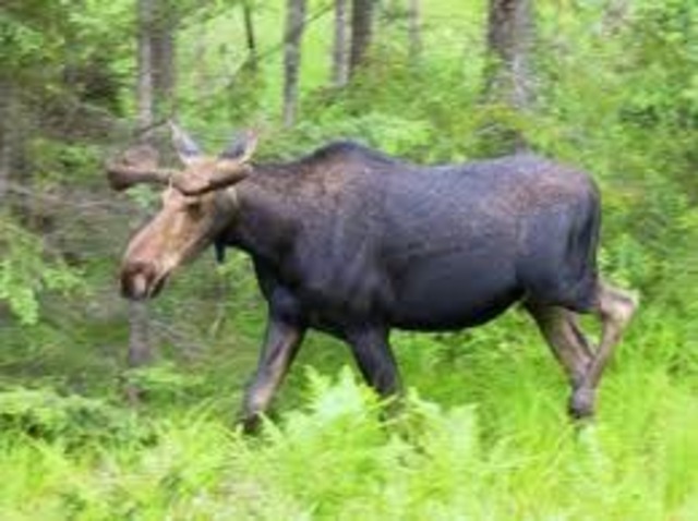 The Moose