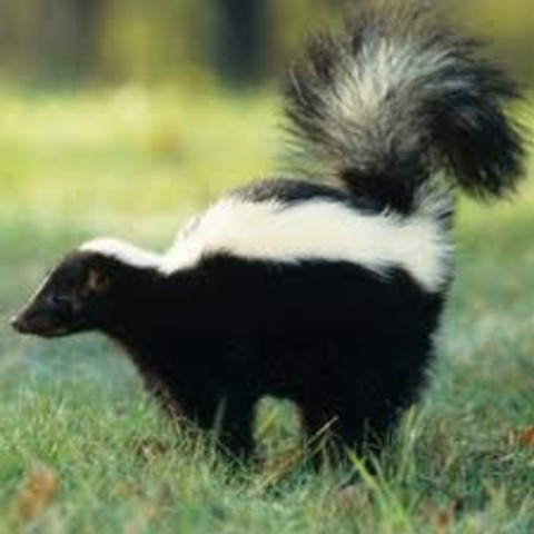 The Skunk