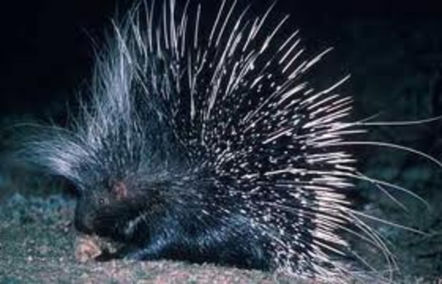 The Porcupine