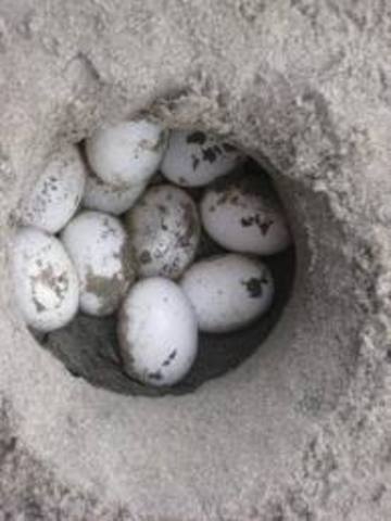 The Turtle Eggs