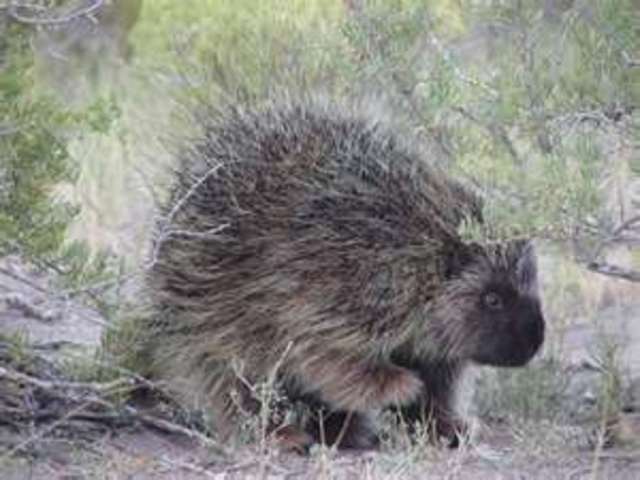 The Porcupine