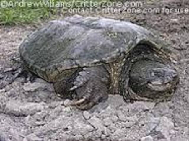 brian finds the intruder was a turtle and it laid some eggs...