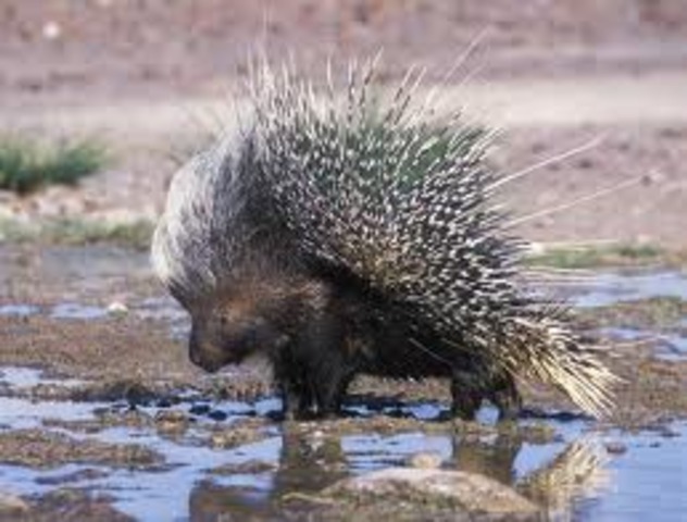 porcupine, brian is awakened yet again