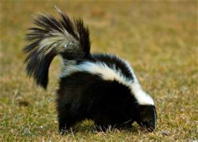 Skunk