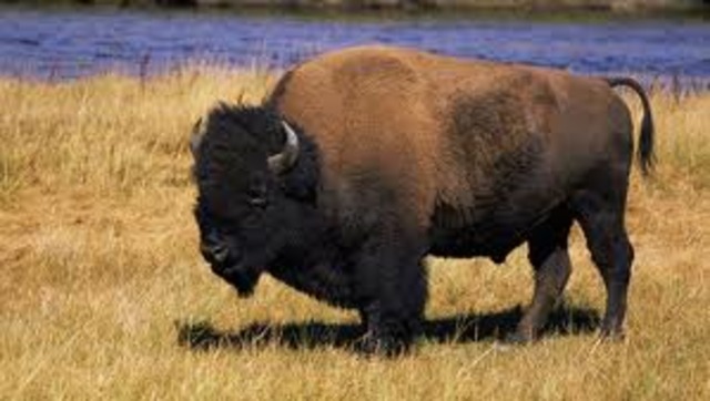 Buffalo Was Like Gold